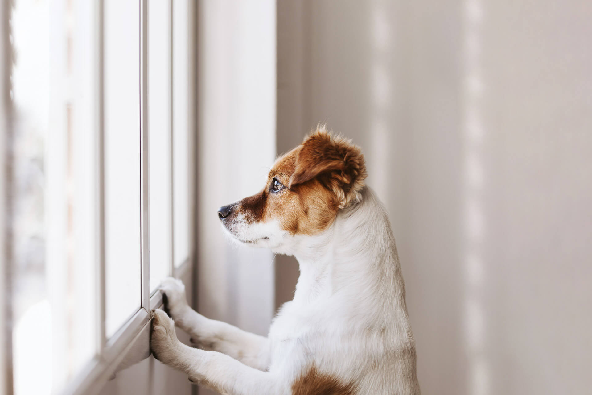 Dog dementia: symptoms, treatments & more - Tractive
