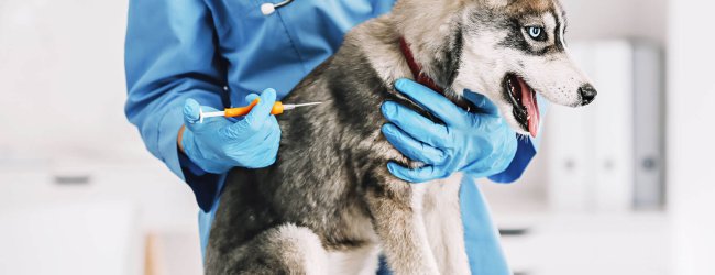Tierärzt:in setzt Husky einen Transponder ein
