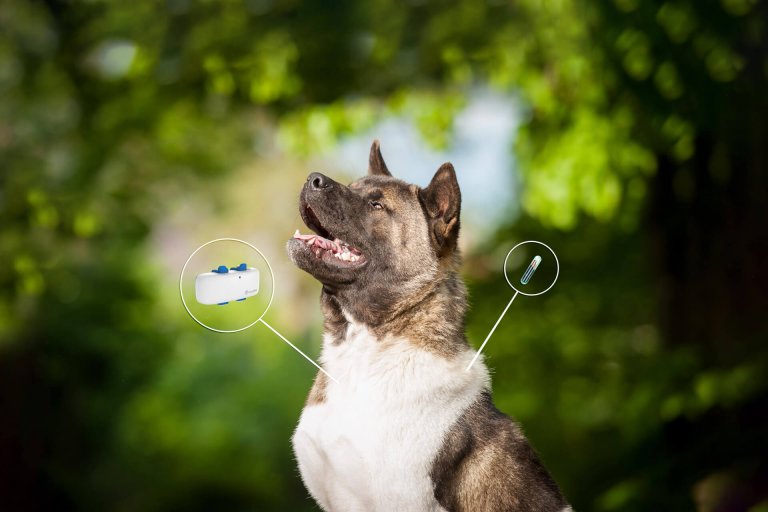 Hund chippen: Mikrochip vs. GPS Tracker - Tractive Blog