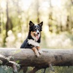 dog in forest standing over a log