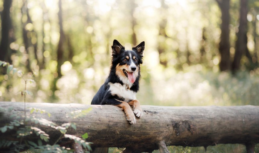 dog in forest standing over a log