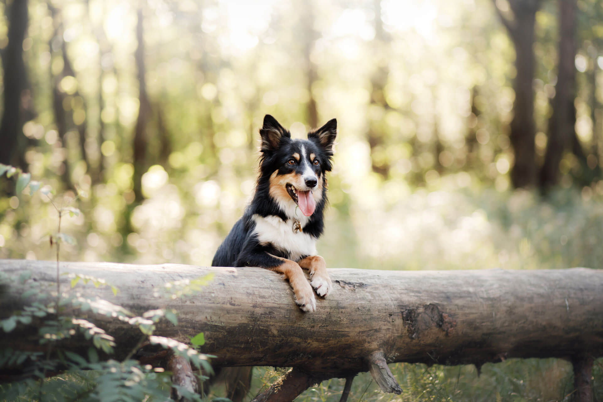 dog in forest standing over a log