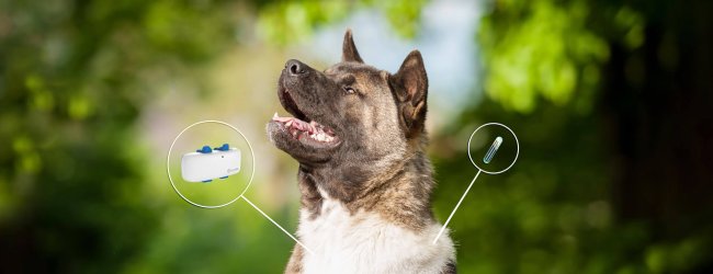 dog gps tracker chip differences illustration