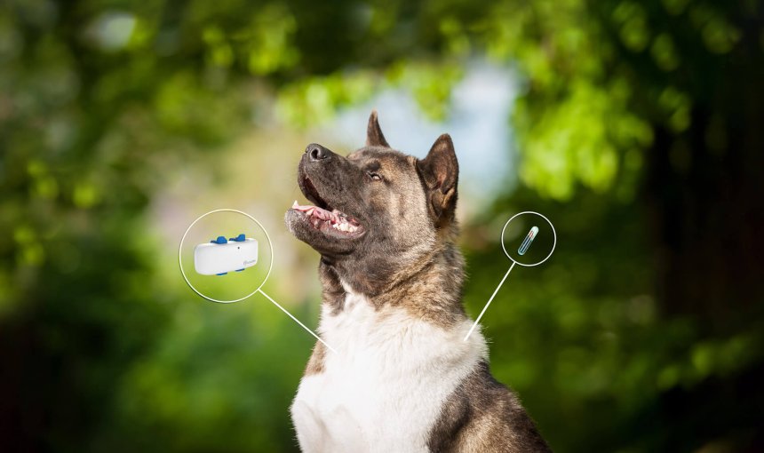 dog gps tracker chip differences illustration