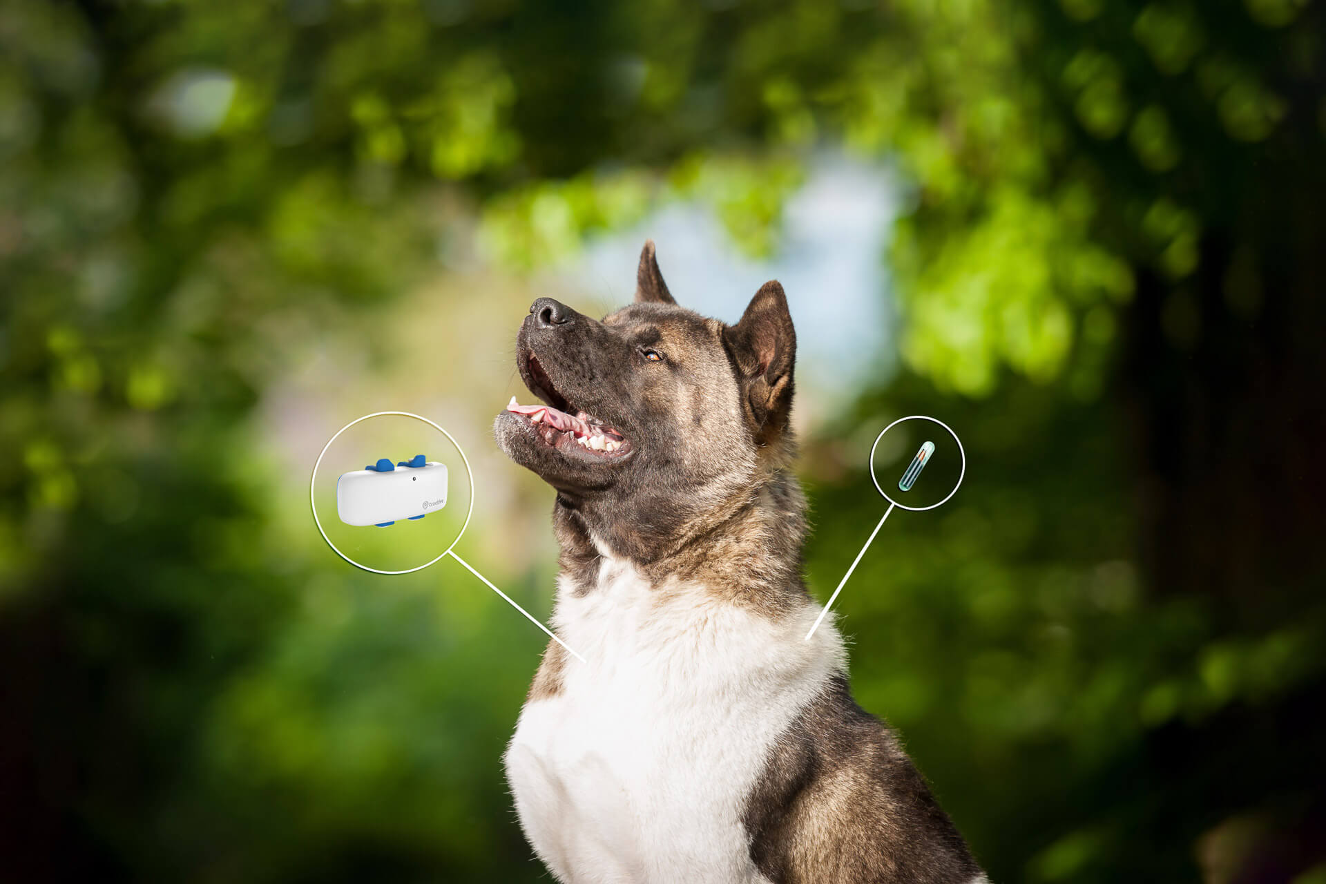 ilustración de diferencias entre chip gps para perros y localizador gps para perros