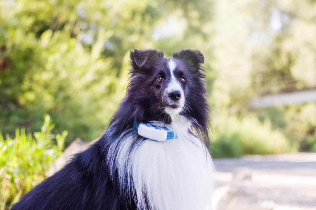 white and black dog wearing GPS tracker outdoors