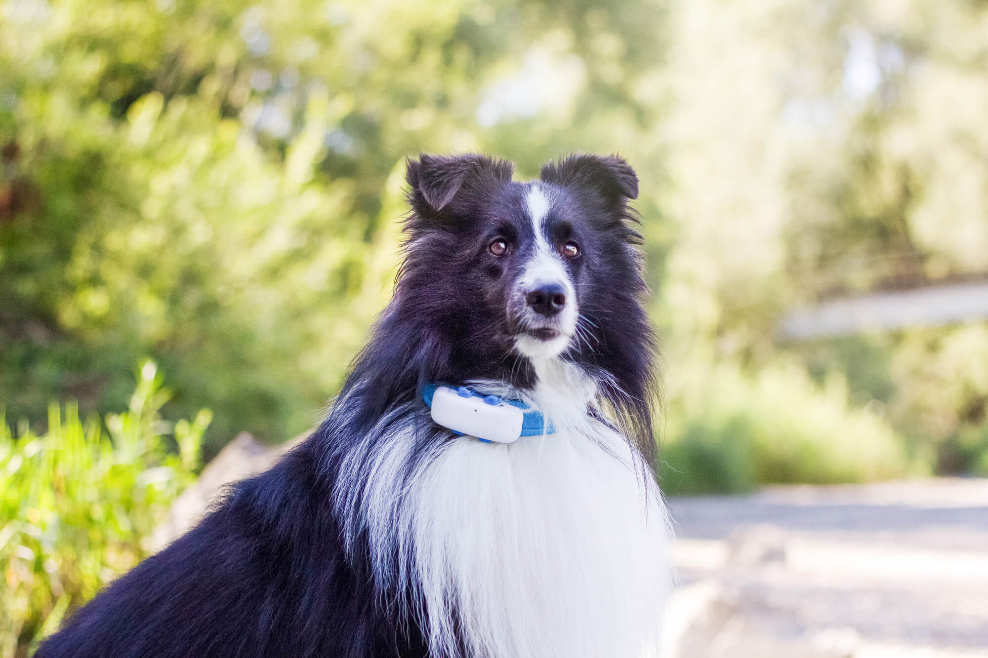 hvid og sort hund med GPS-tracker udendørs