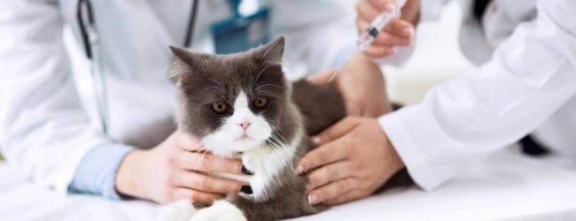 Katze wird vom Tierarzt gechippt