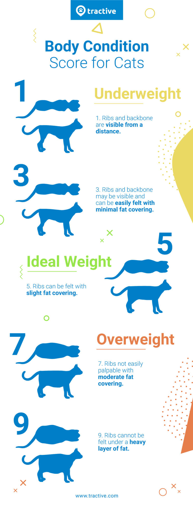 A Quick & Easy Way to Determine Your Cat's Body Condition Score - Catster