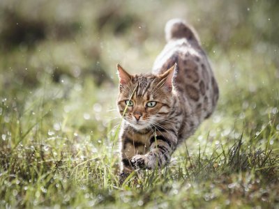 agrio delincuencia Punto de partida Gatos con sobrepeso: consejos para tu gato obeso - Tractive