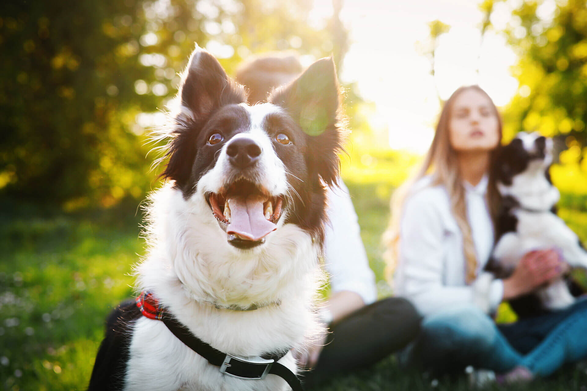 How to celebrate National Dog Day August 26