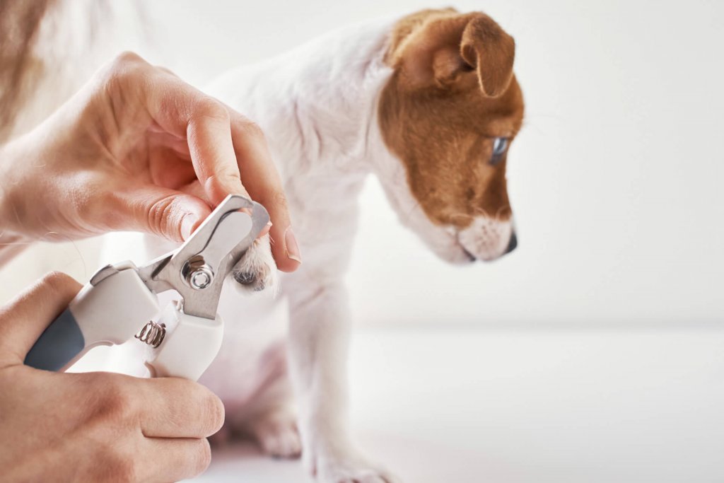 dog nail trimming