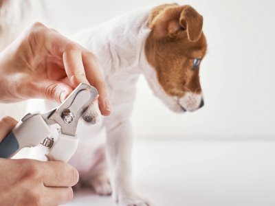 Person trimming dog nails white dog nail clipper