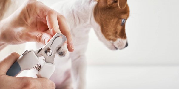 How to Trim Dog Nails Safely: Dog Nail Trimming Guide - Tractive