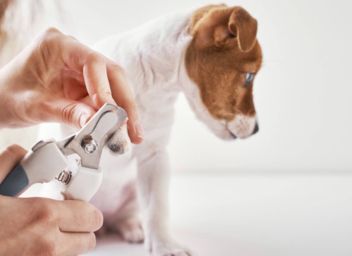 Person trimming dog nails white dog nail clipper