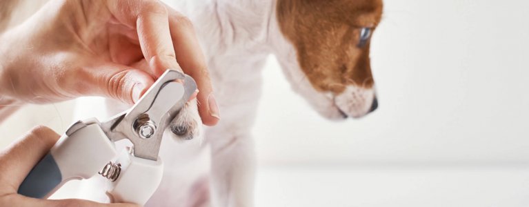 How to Trim Dog Nails Safely: Dog Nail Trimming Guide - Tractive