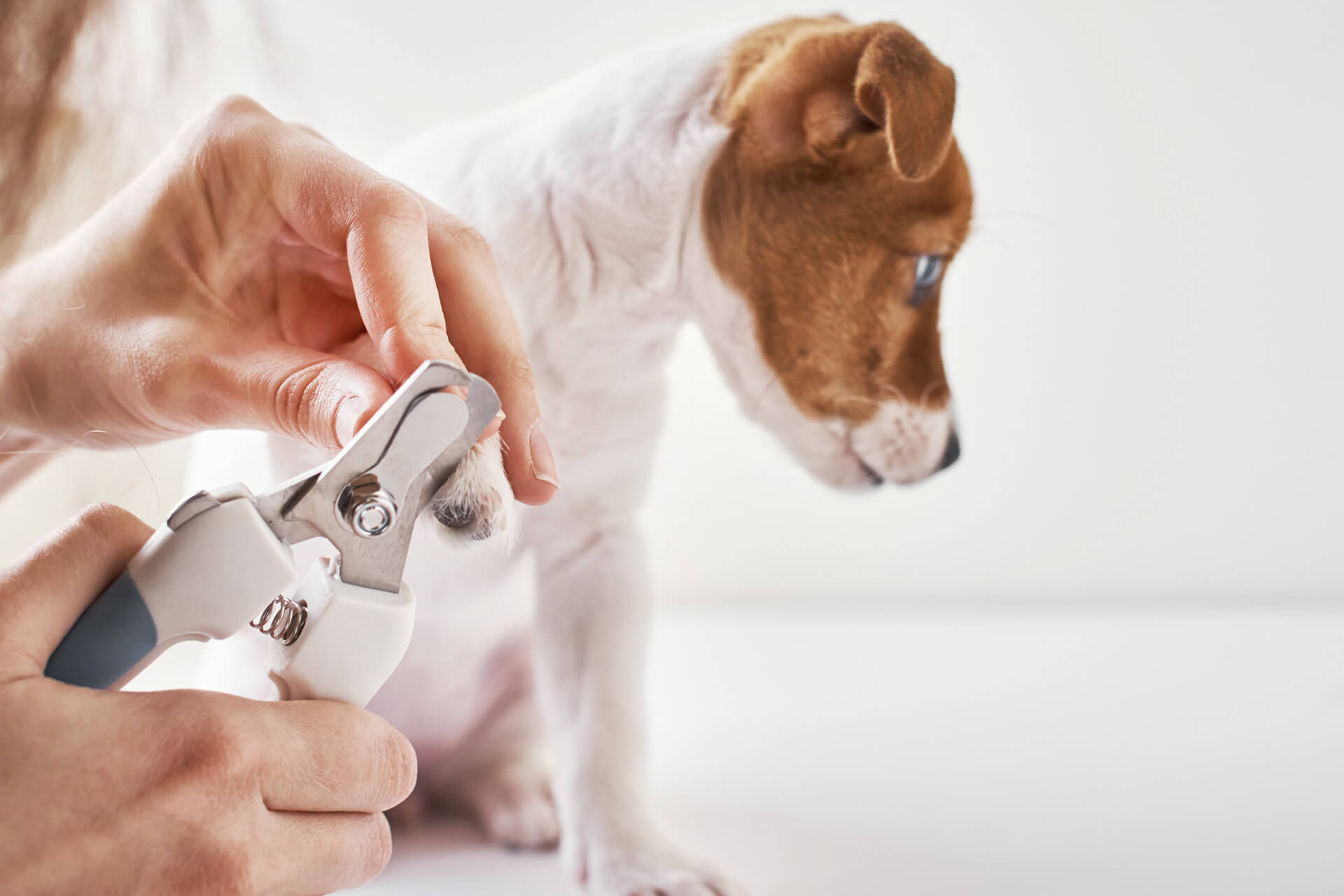 Puppy nail deals trimming