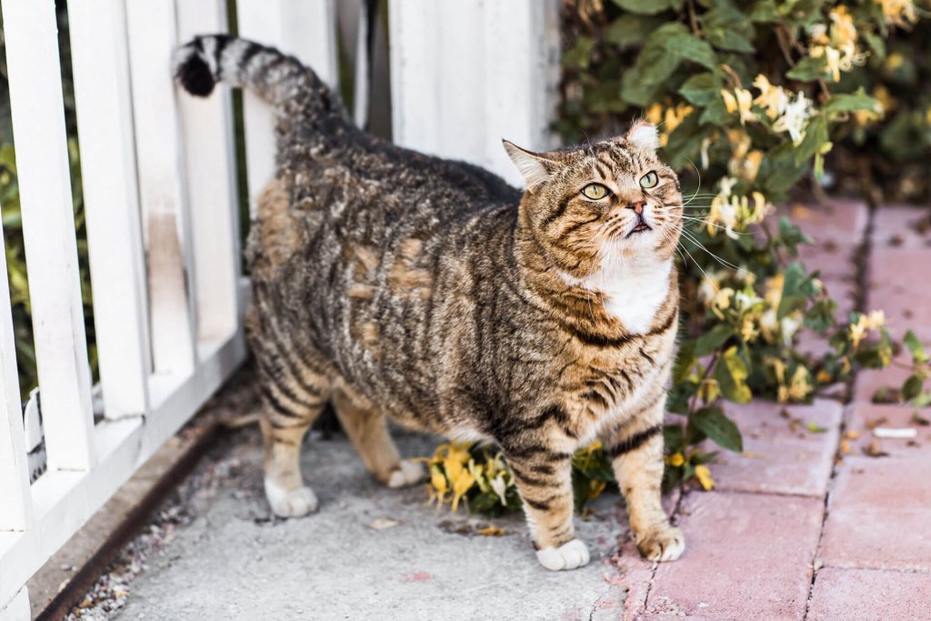 Übergewichtige dreifärbige Katze vor Zaun