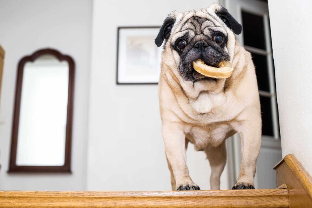 pug dog standing at the top of stairs with a donut treat in their mouth