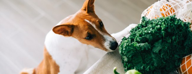A dog sniffing at a head of broccoli on a kitchen table full of vegetables