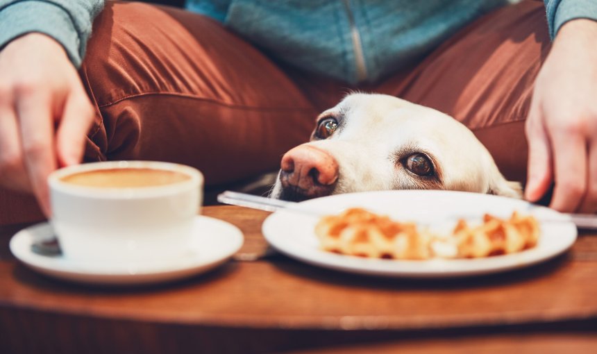 A curious dog at a cafe