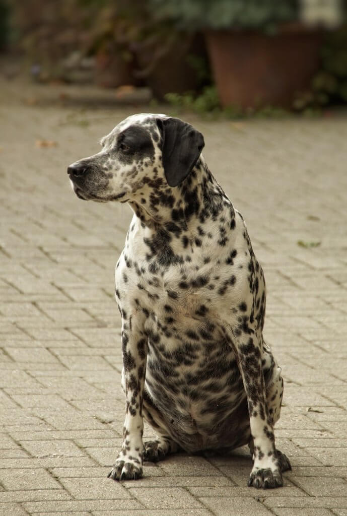 Overweight dalmatian sitting on the floor