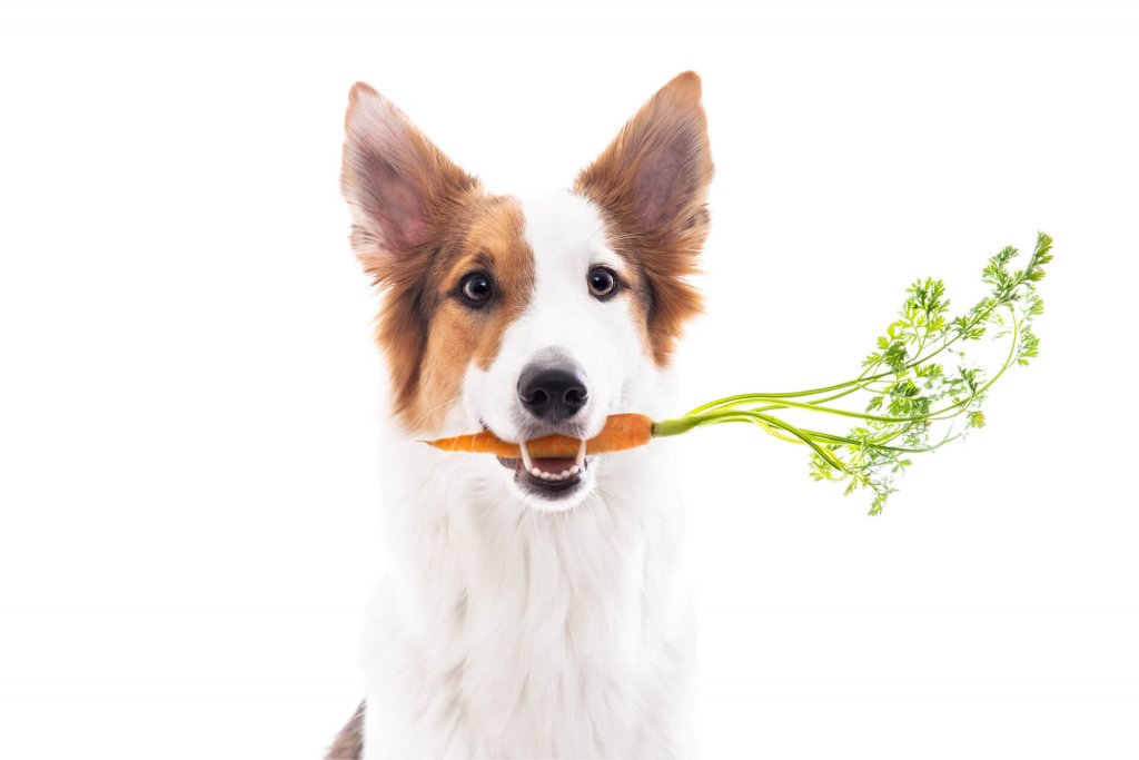 cane bianco e marrone con una carota in bocca