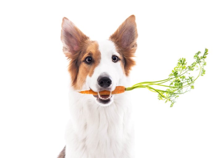 White and brown dog holding carrot in mouth vegetables for dogs
