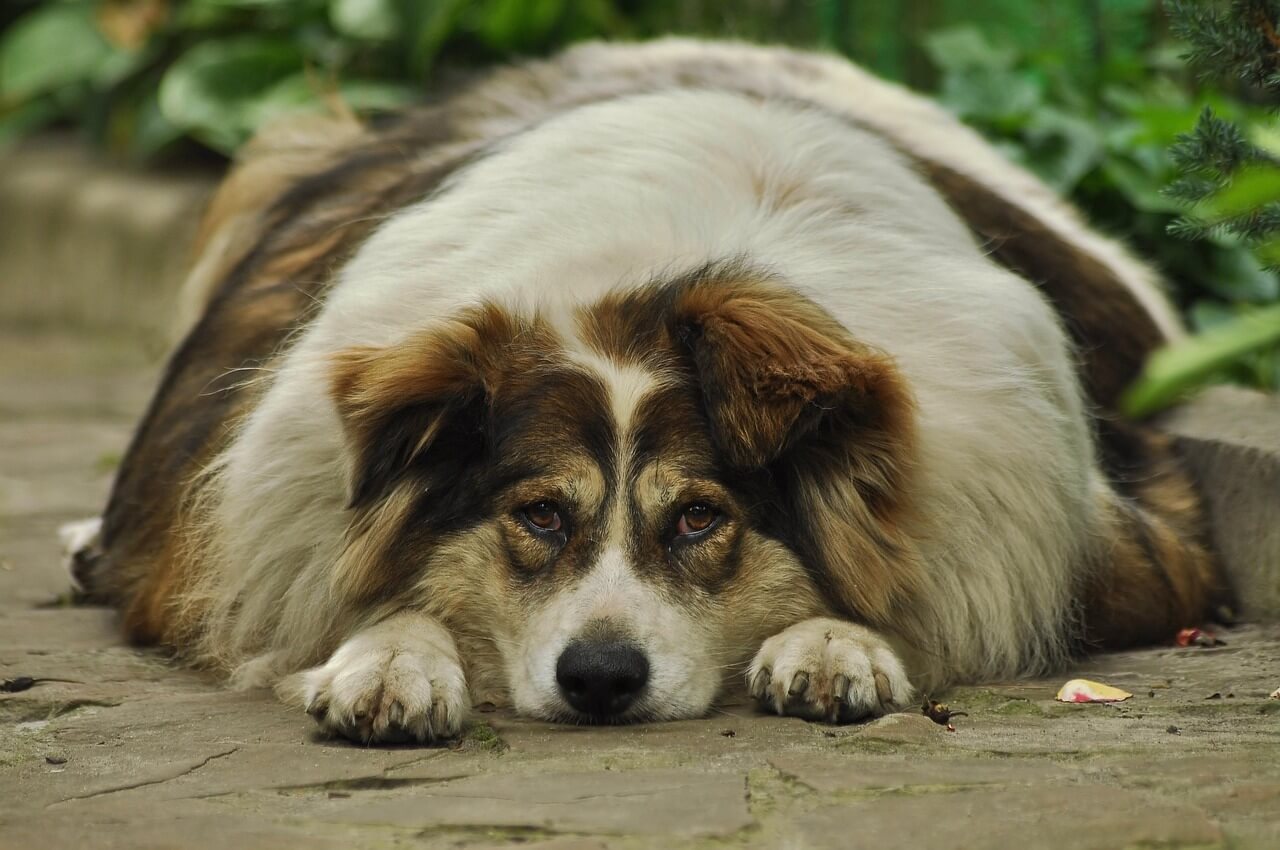 why do older dogs lose weight