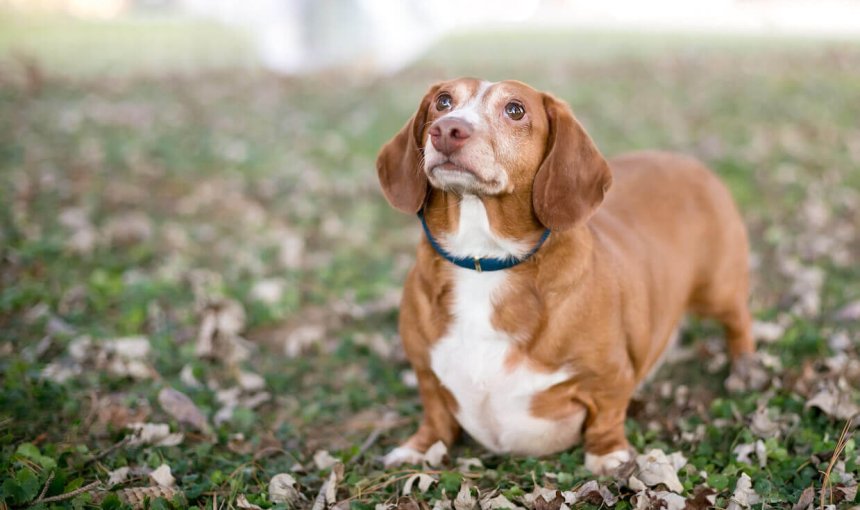 An overweight dog in a lawn