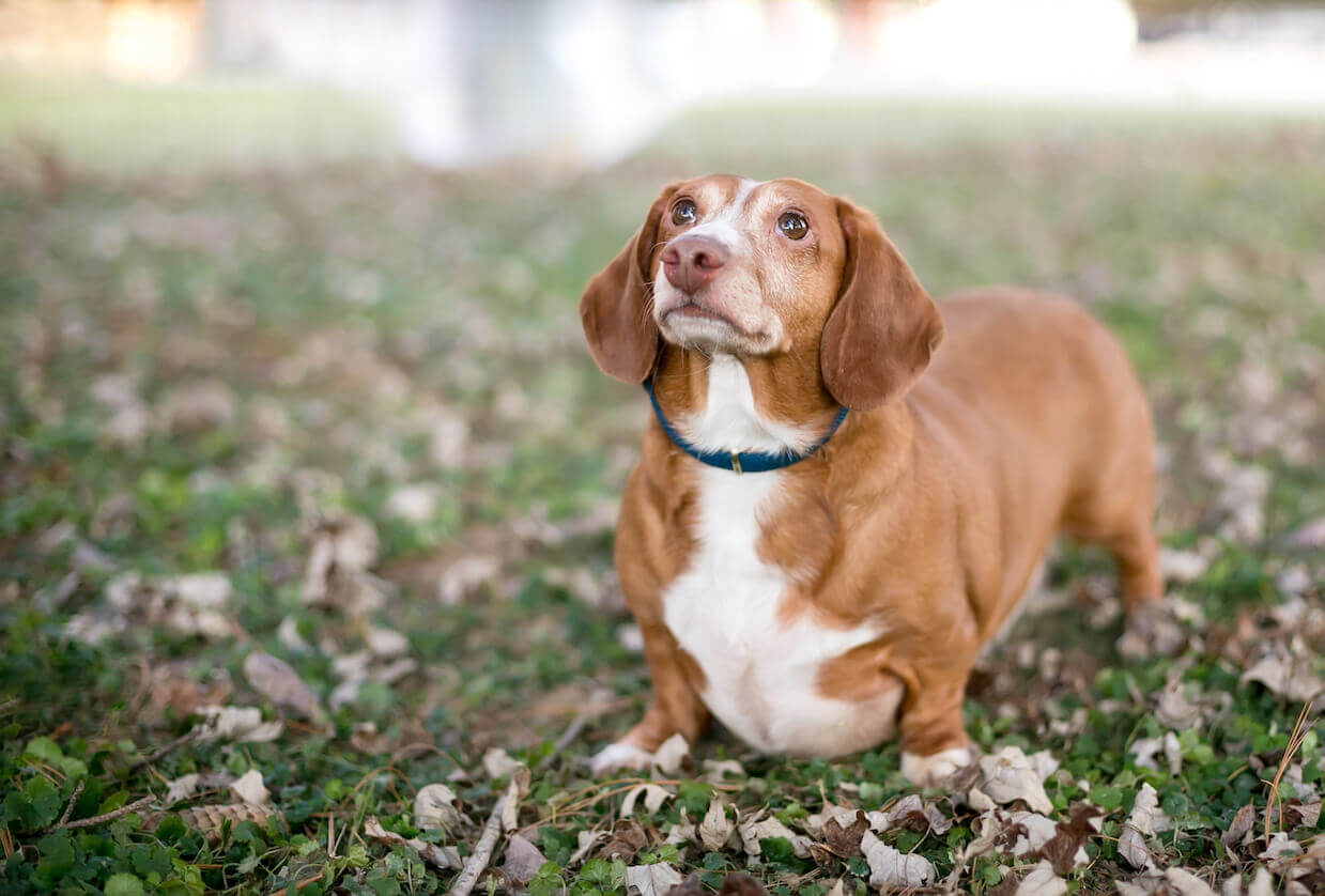 Five Pound Puppy On Scale Stock Photo - Download Image Now - Dog