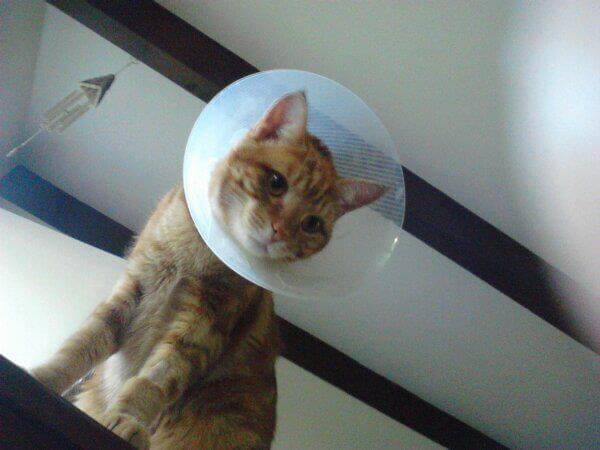 cat in heat after being neutered