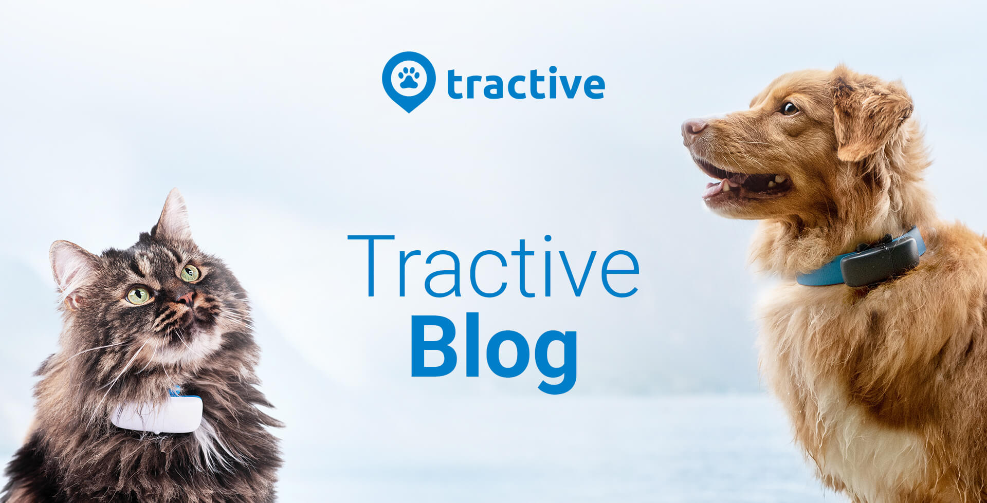 Tractive Blog Tipps &amp; Tricks für Hunde und Katzenbesitzer