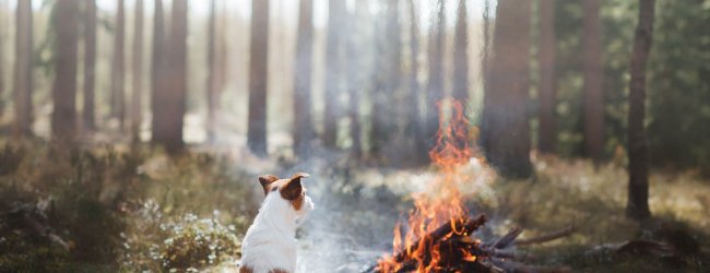 dog and bonfire in forest on bonfire night