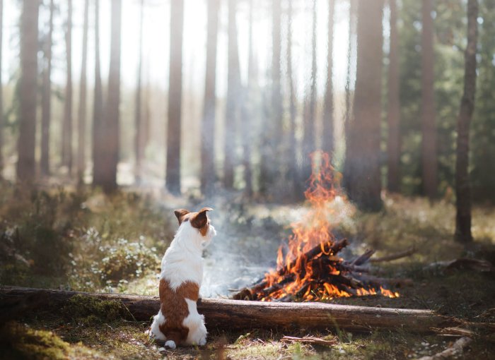dog and bonfire in forest on bonfire night