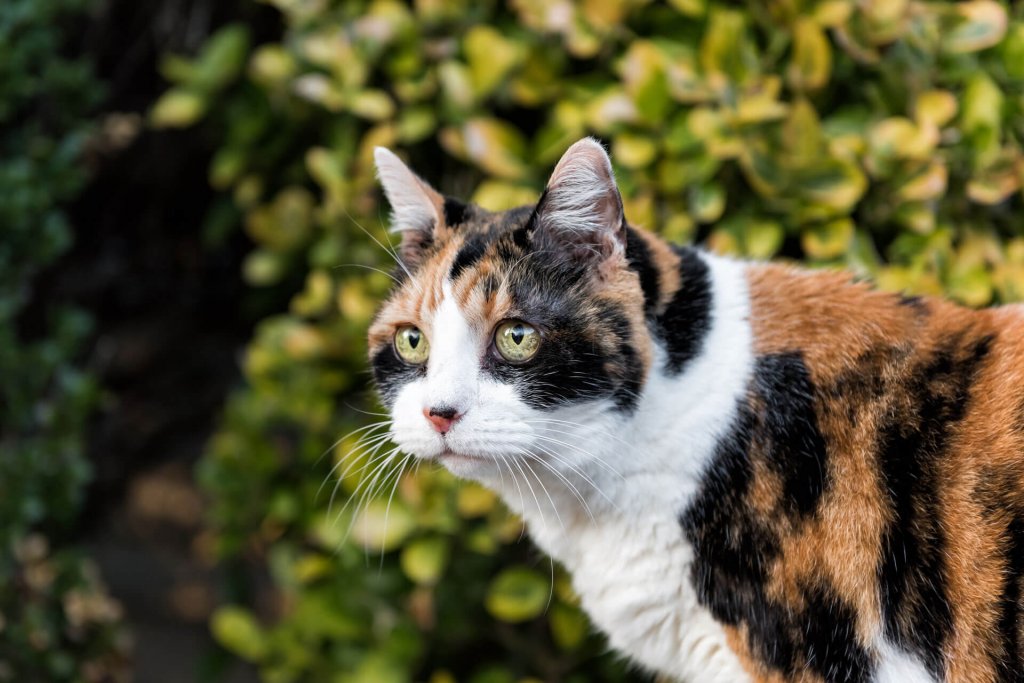 Gata calicó en celo al aire libre