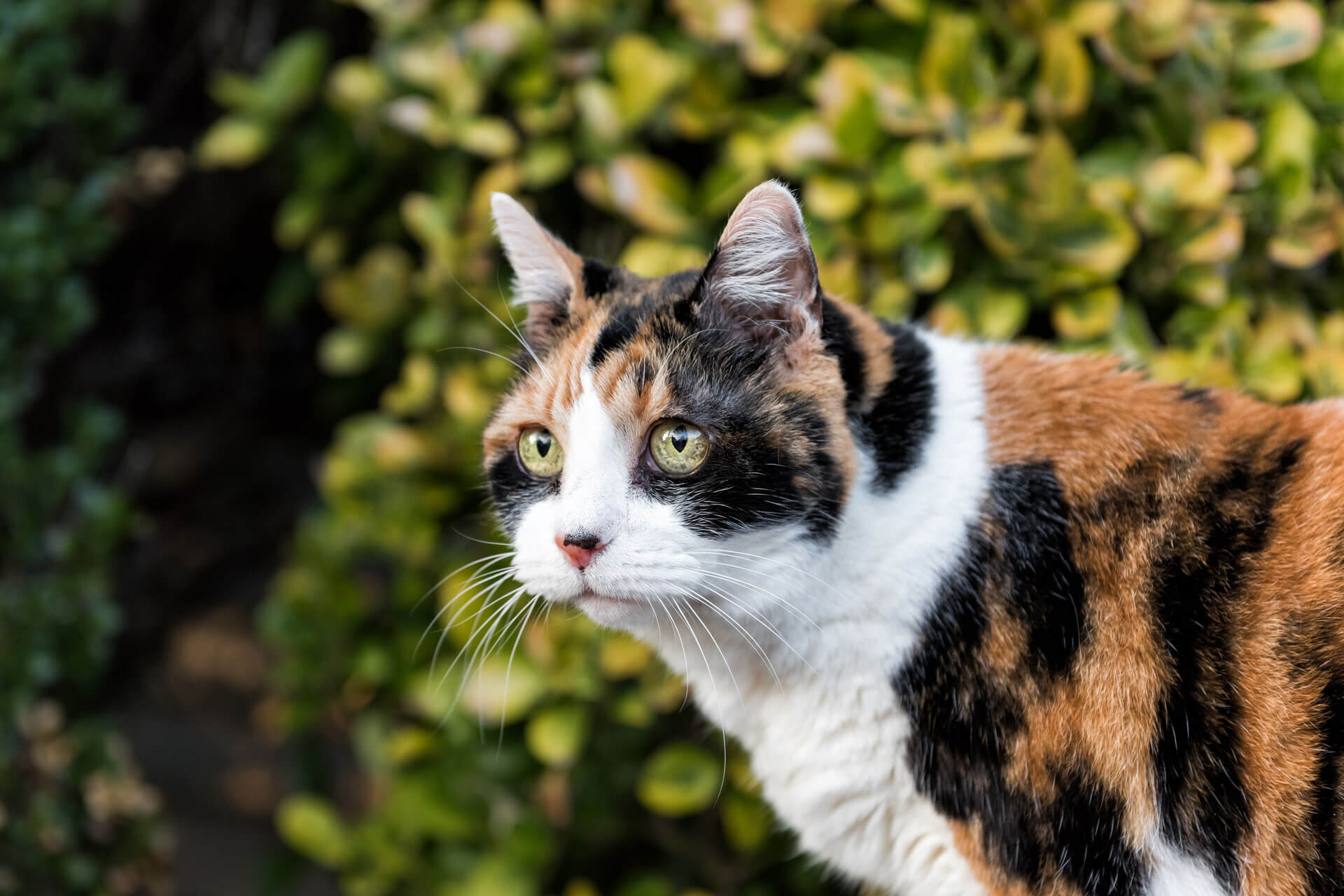 Why Do Cats Run Away? 10 Reasons & Tips - Tractive