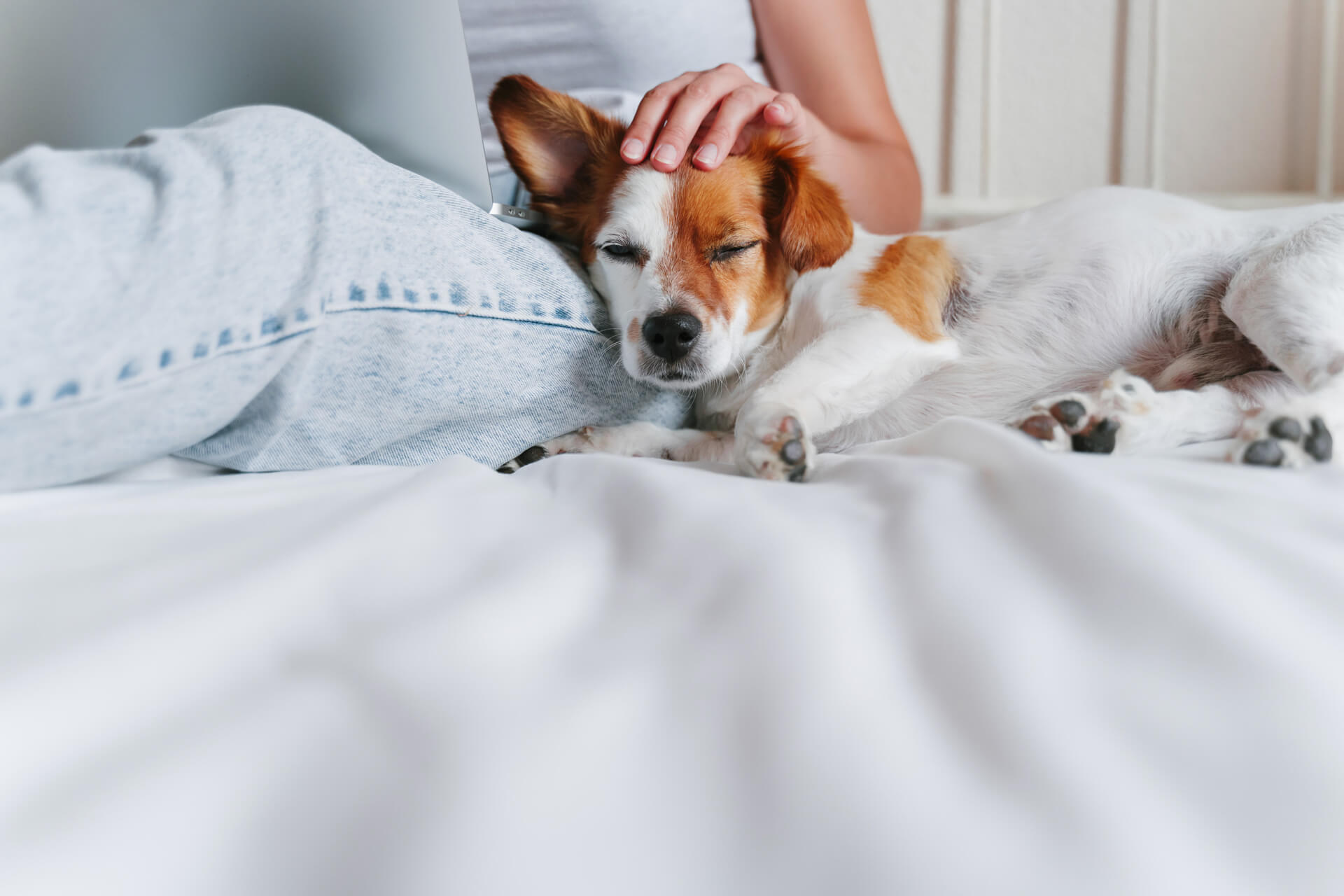 dog on bonfire night on bed inside with woman