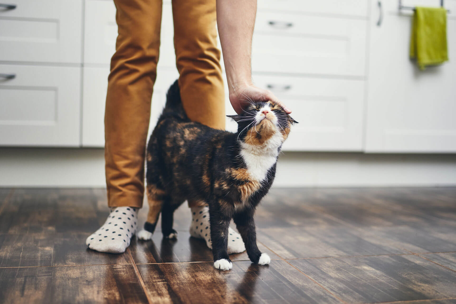 Katze in Küche schmiegt sich an Beine des Besitzers