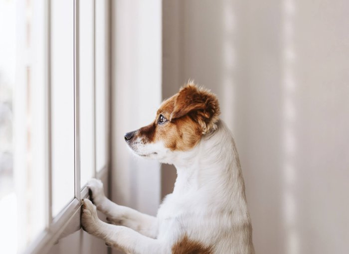 puede una radiografía mostrar un tumor cerebral en perros