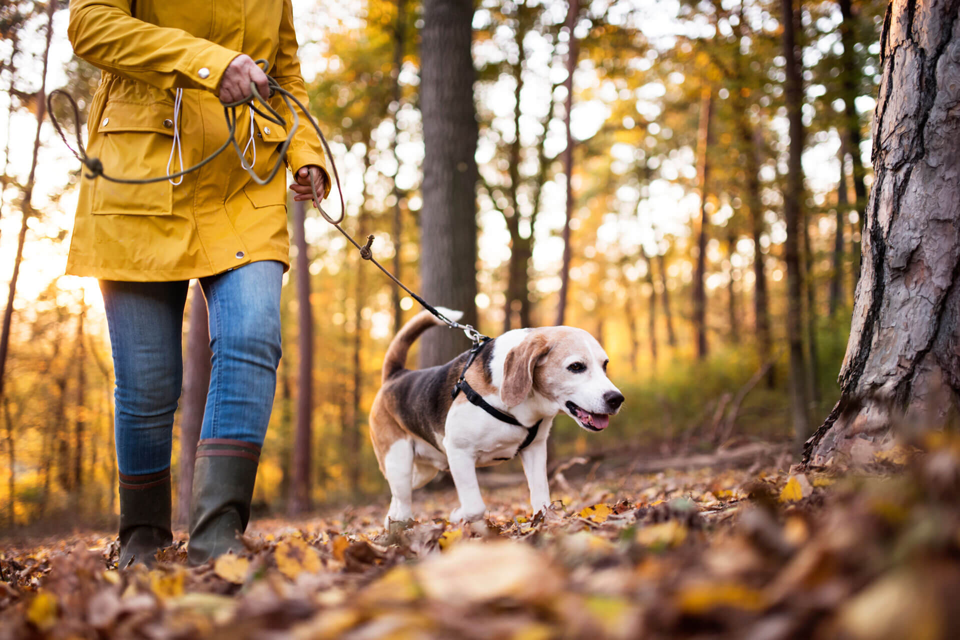 Woman in yellow coat and boots and small dog walking through forest in fall during coronavirus lockdown