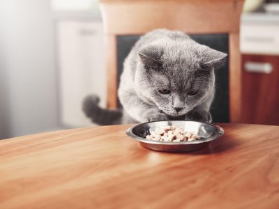 chat gris sur une chaise à table inspectant sa gamelle pleine de nourriture