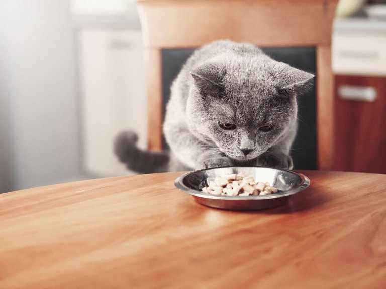 Votre Chat Ne Mange Plus Decouvrez Pourquoi Tractive