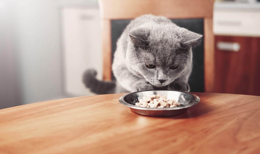 chat gris sur une chaise à table inspectant sa gamelle pleine de nourriture