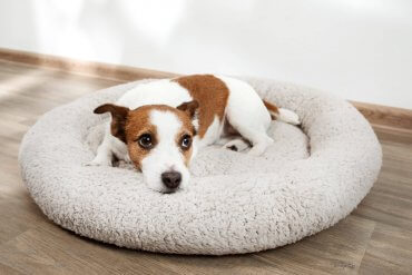 petit chien blanc et brun couché dans un lit pour chien rond