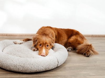 grand chien brun au regard triste couché à moitié sur un lit pour chien rond
