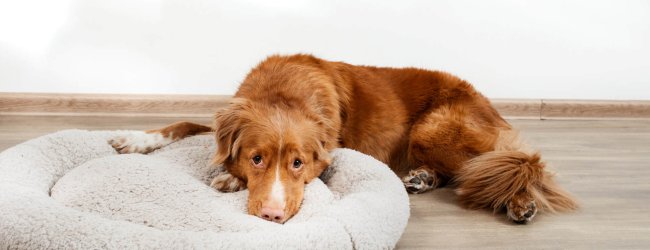 grand chien brun au regard triste couché à moitié sur un lit pour chien rond