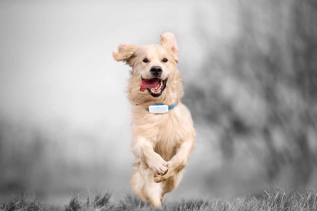 Beige dog wearing Tractive GPS tracker running