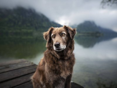 chien âgé assis sur un ponton au bord de l'eau dans le brouillard