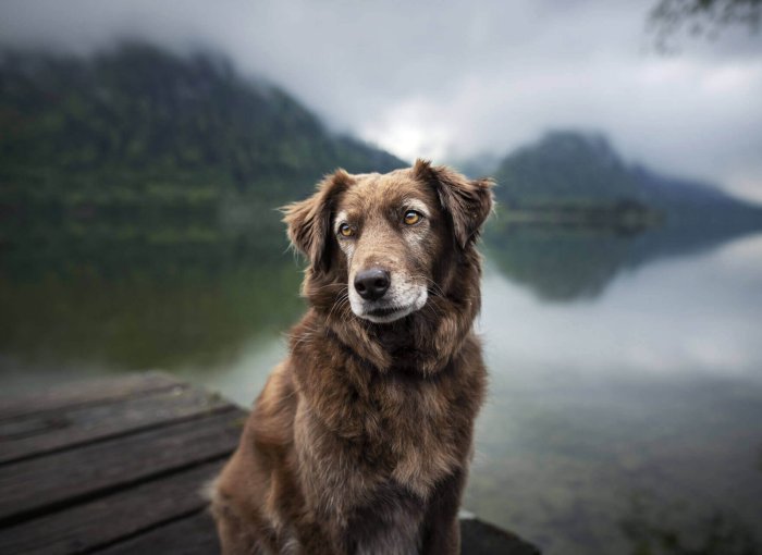 chien âgé assis sur un ponton au bord de l'eau dans le brouillard